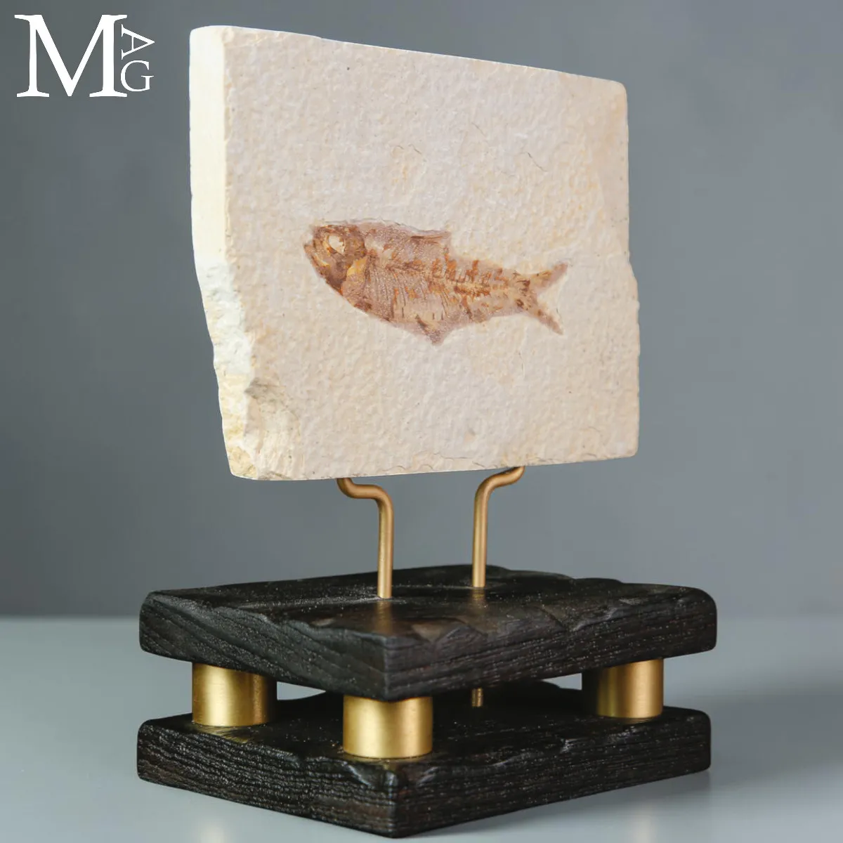 Knightia dell’Eocene dalla Green River Formation su Base in Legno e Ottone