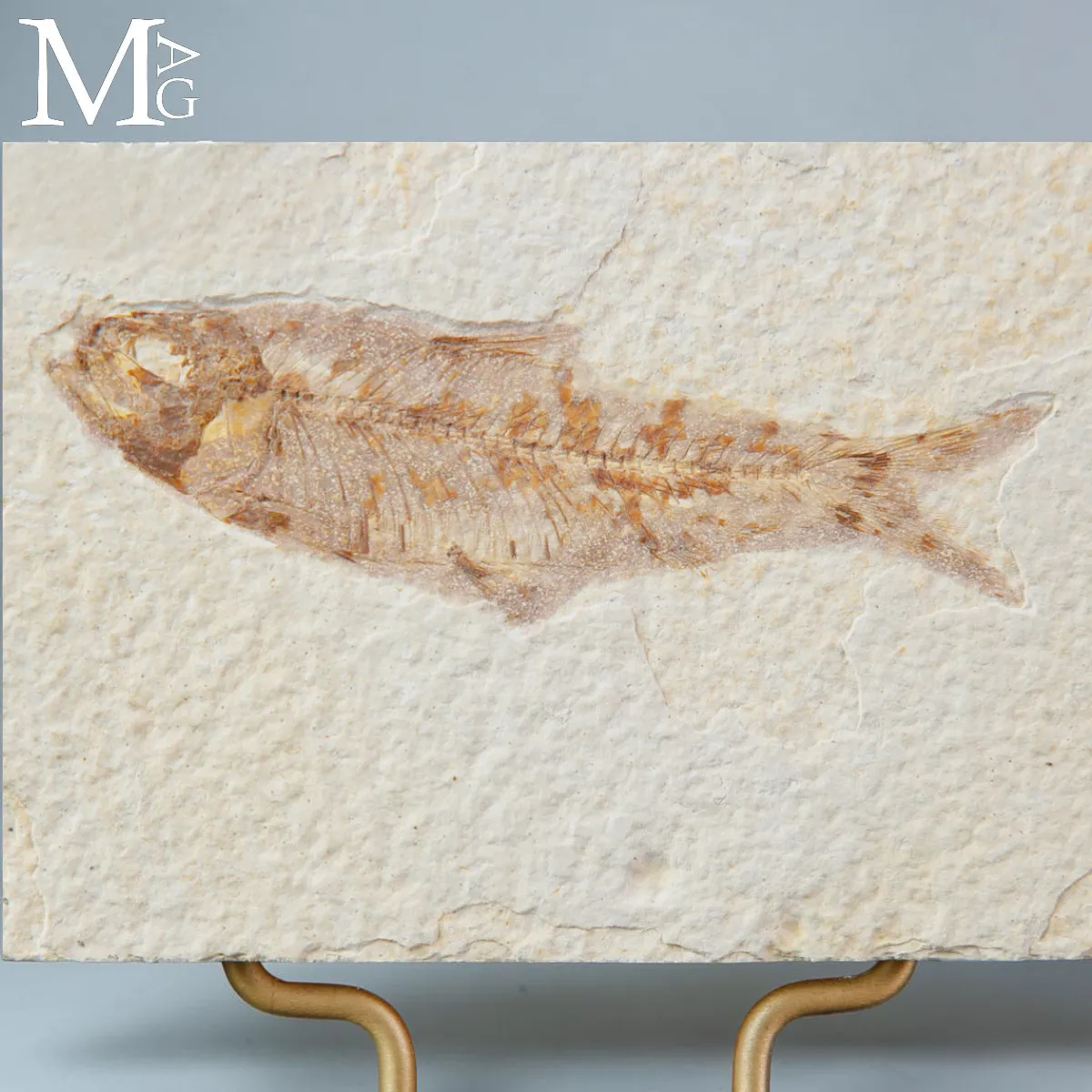 Knightia dell’Eocene dalla Green River Formation su Base in Legno e Ottone