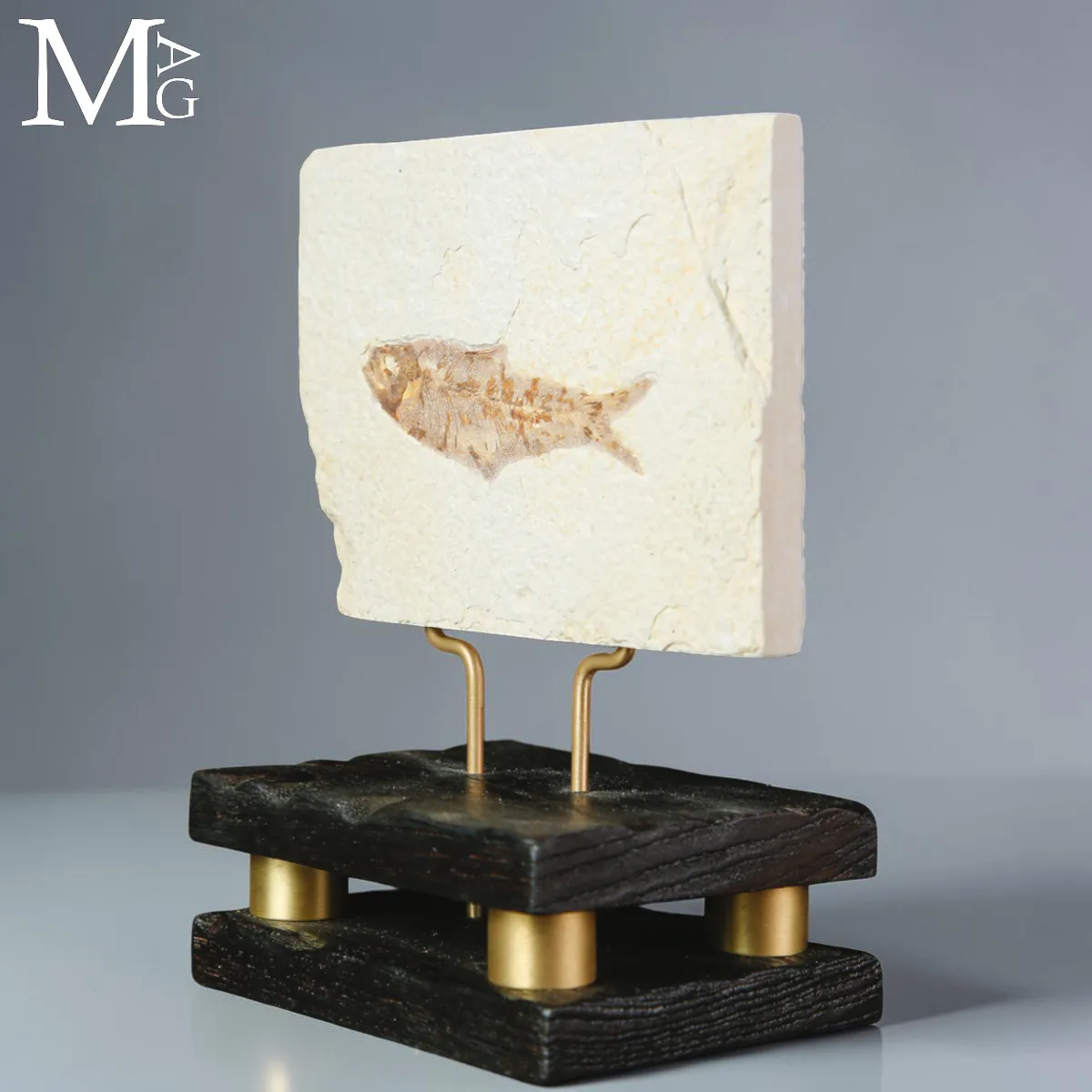 Knightia dell’Eocene dalla Green River Formation su Base in Legno e Ottone