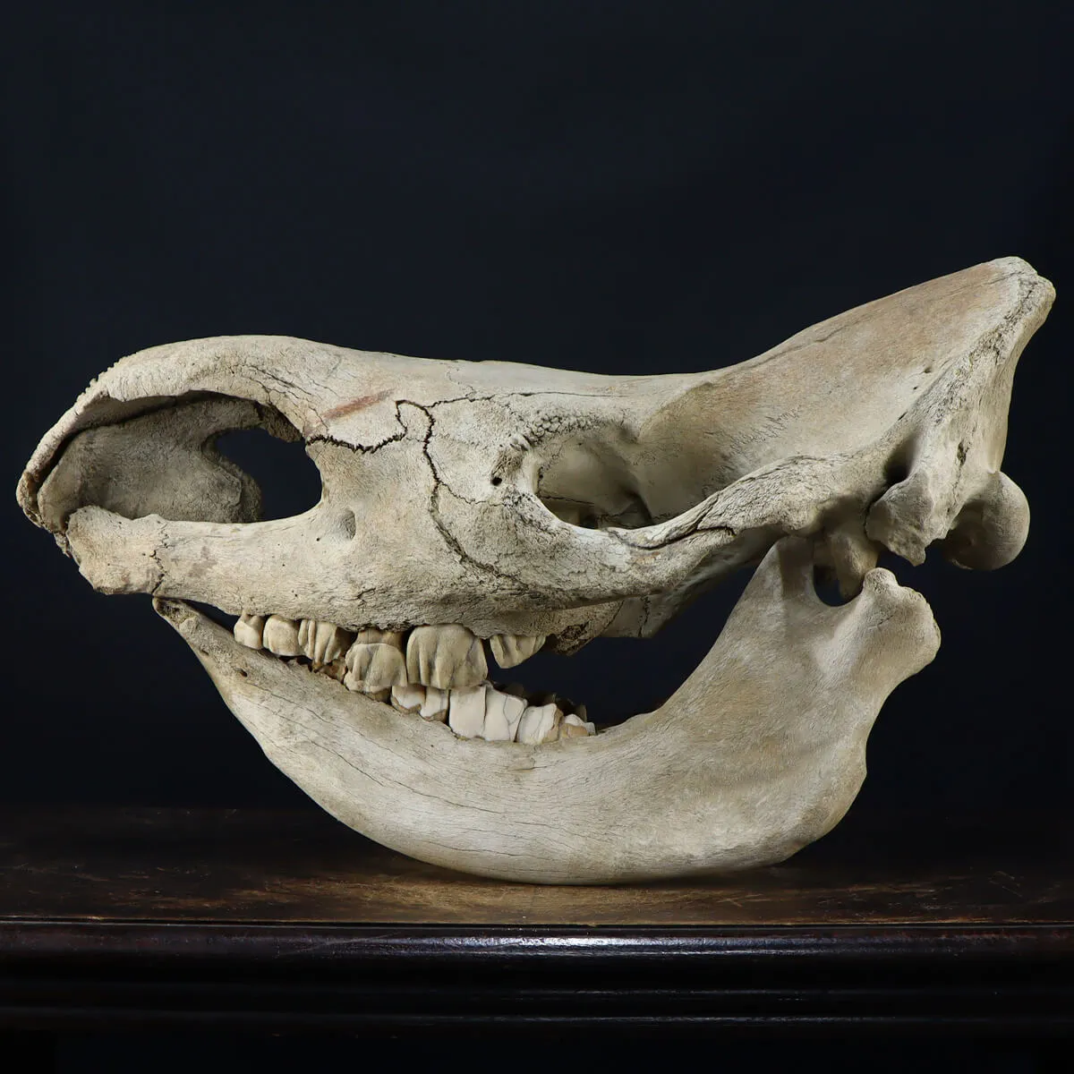 Cranio Fossile Rinoceronte Lanoso