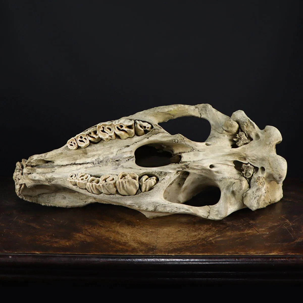 Cranio Fossile Rinoceronte Lanoso