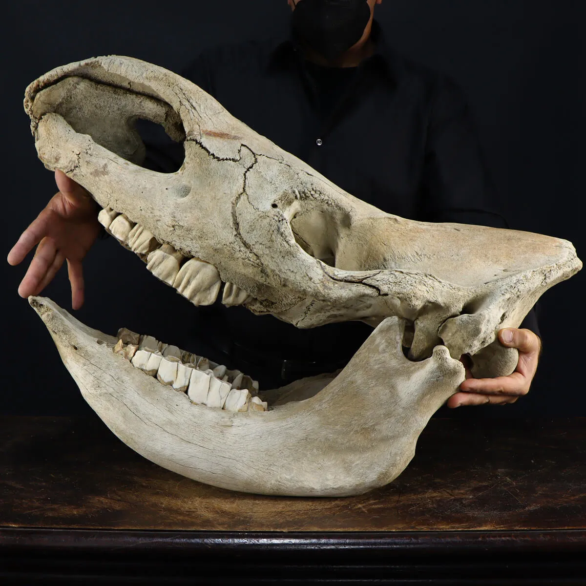 Cranio Fossile Rinoceronte Lanoso