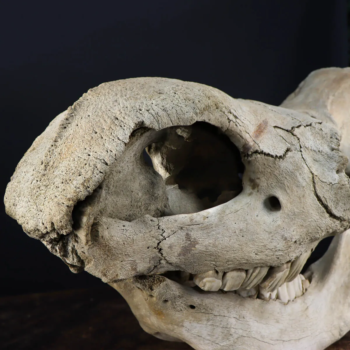 Cranio Fossile Rinoceronte Lanoso