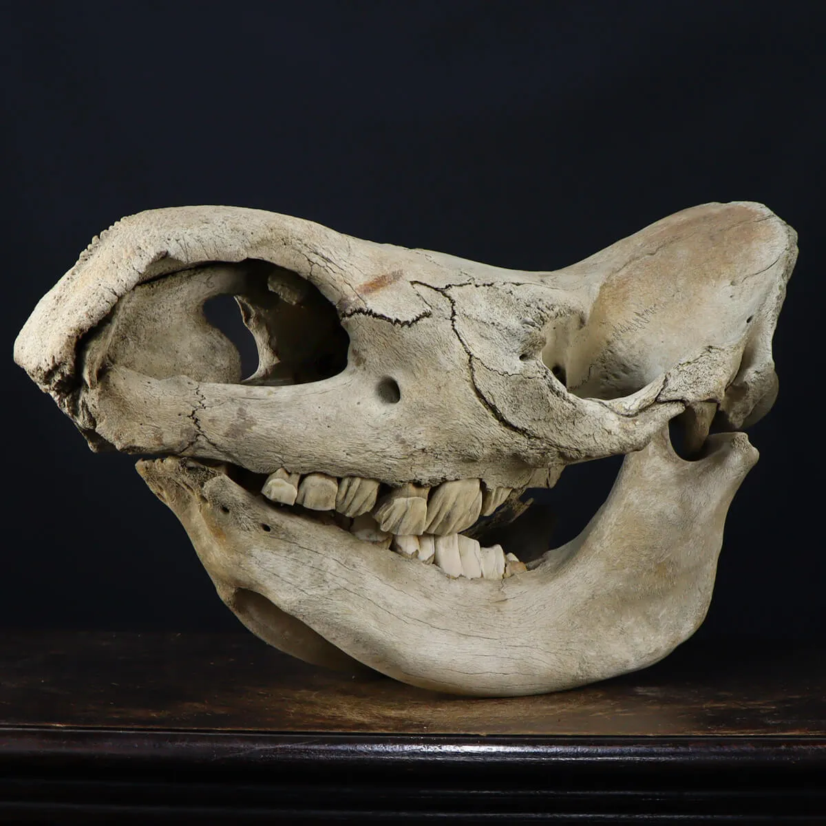 Cranio Fossile Rinoceronte Lanoso