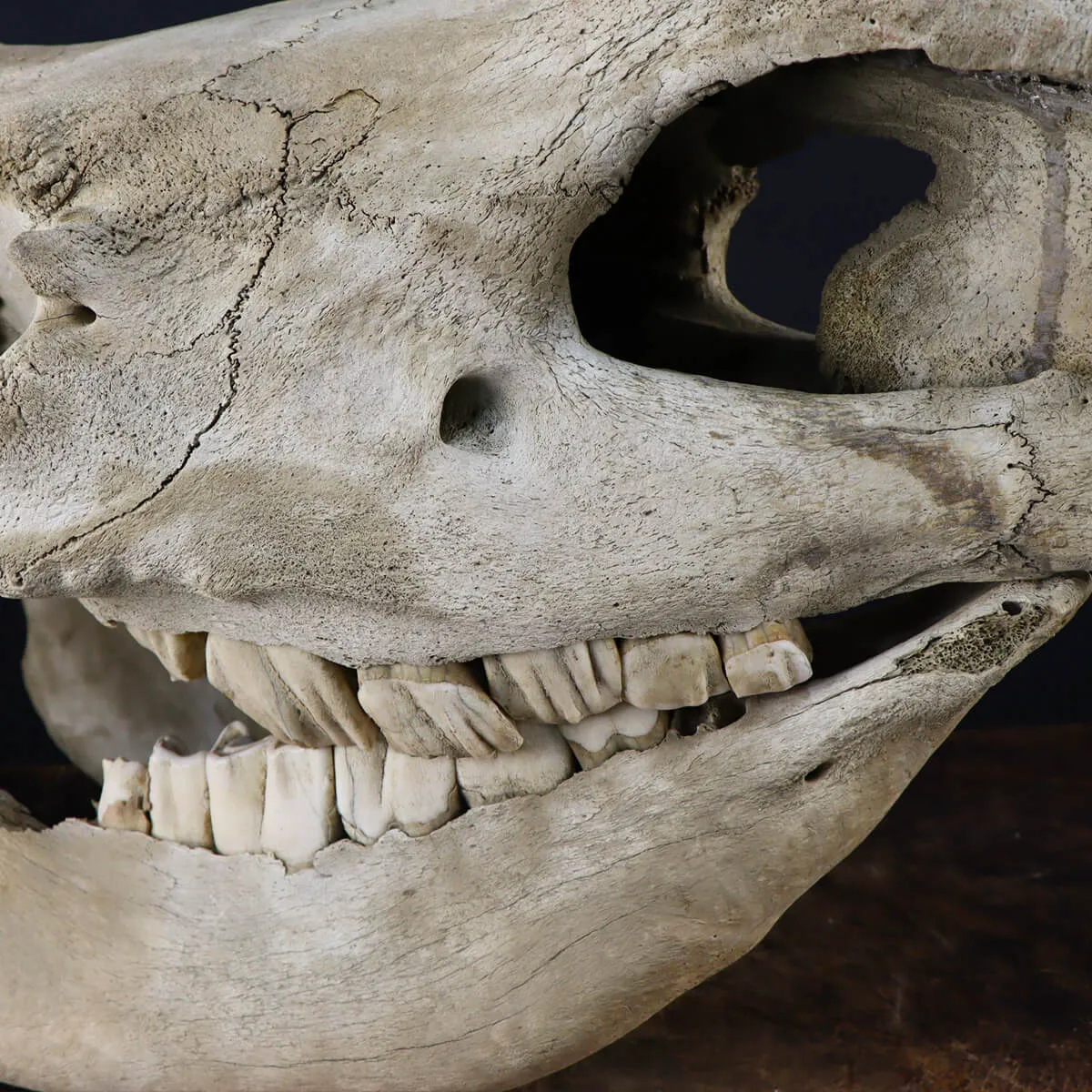 Cranio Fossile Rinoceronte Lanoso