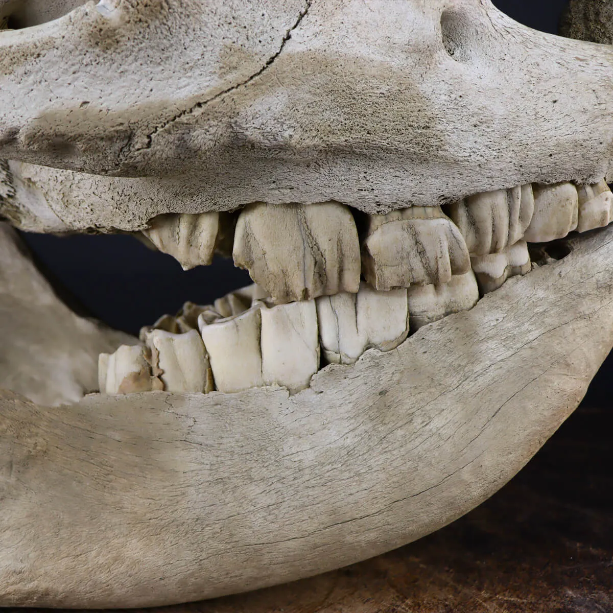 Cranio Fossile Rinoceronte Lanoso