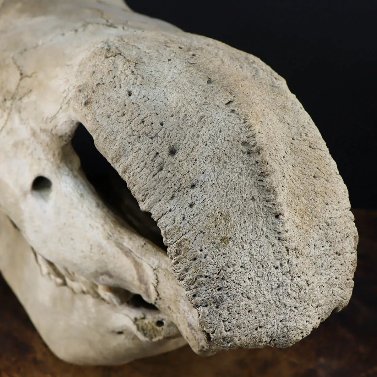 Cranio Fossile Rinoceronte Lanoso