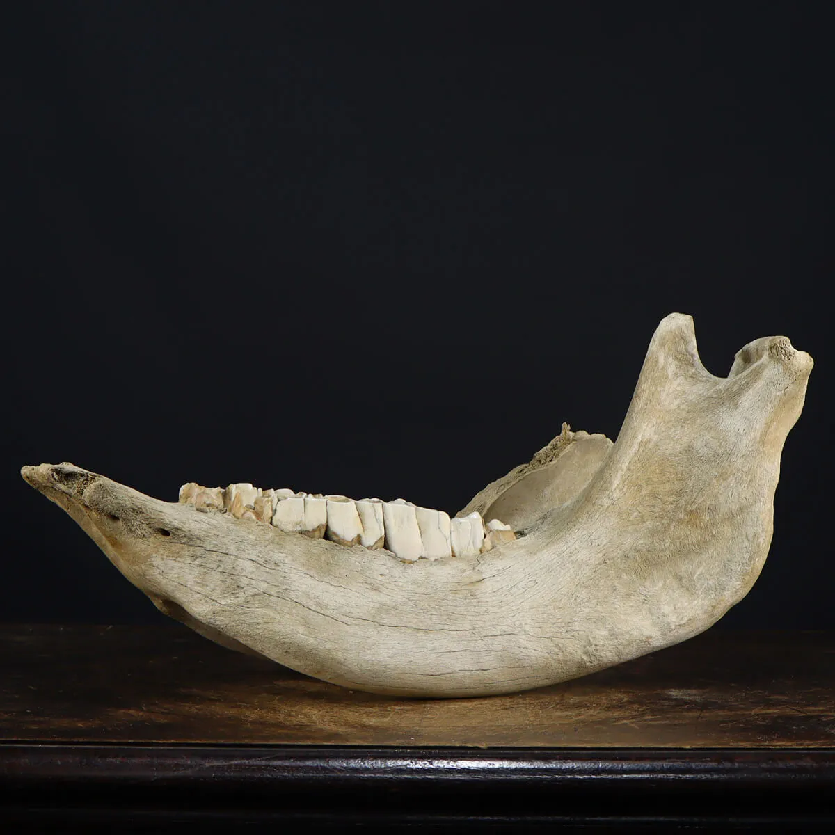 Cranio Fossile Rinoceronte Lanoso