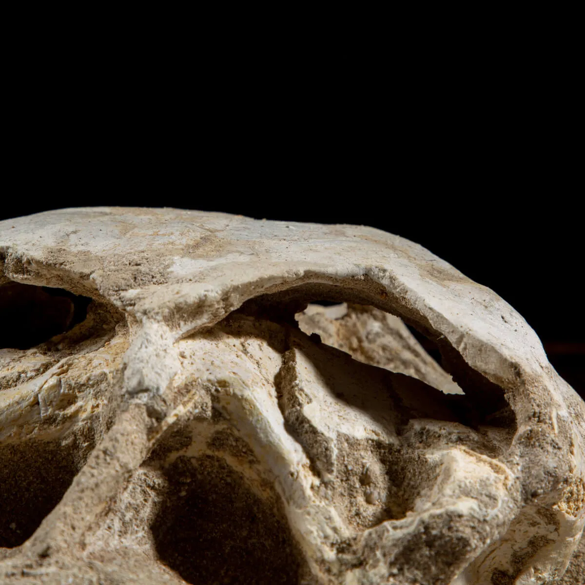 Fossile di Lytoloma