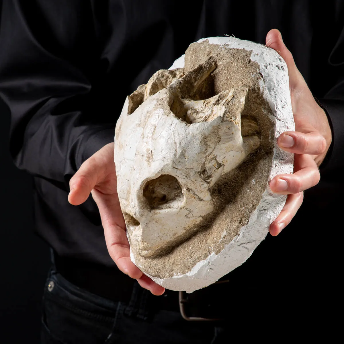 Fossile di Lytoloma