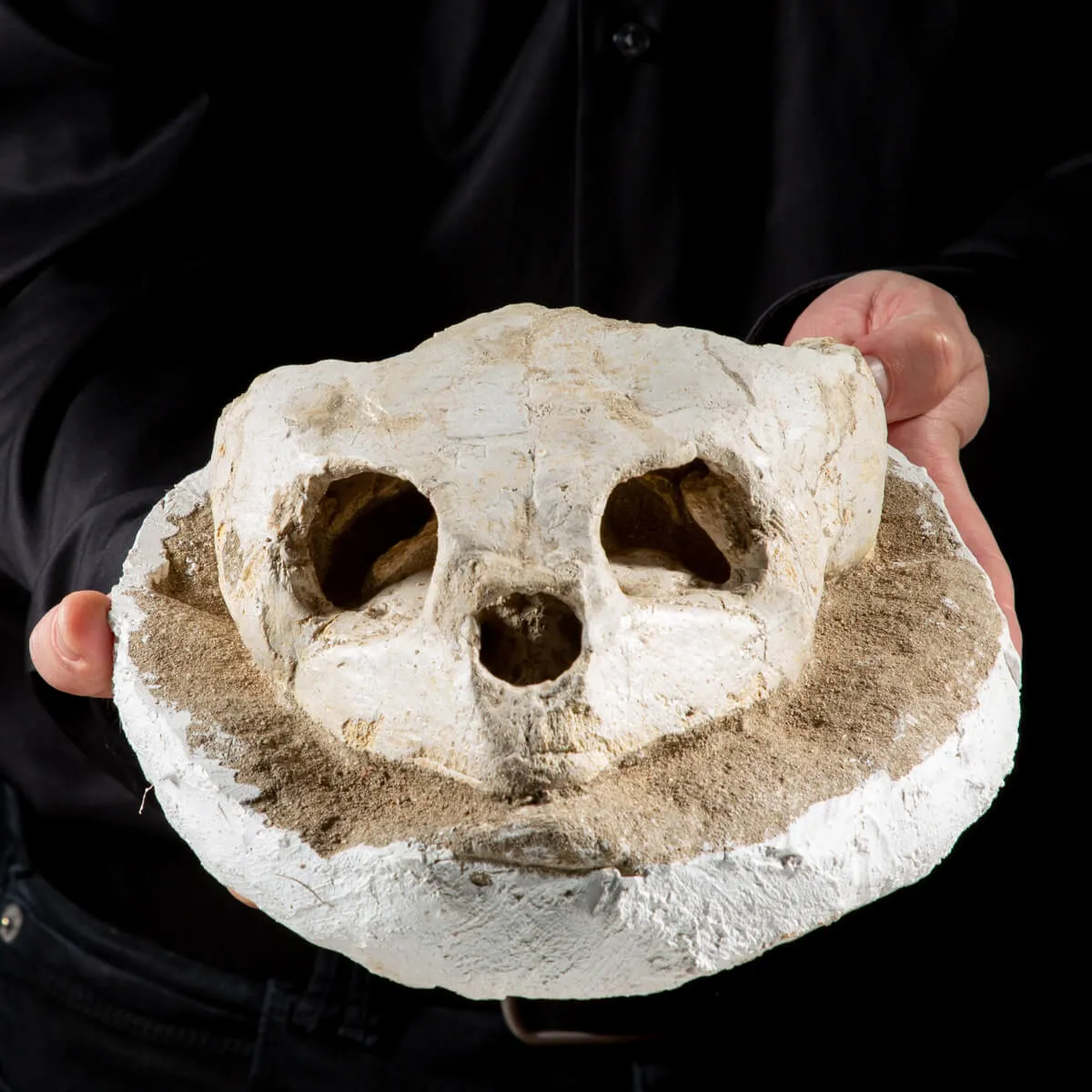 Fossile di Lytoloma