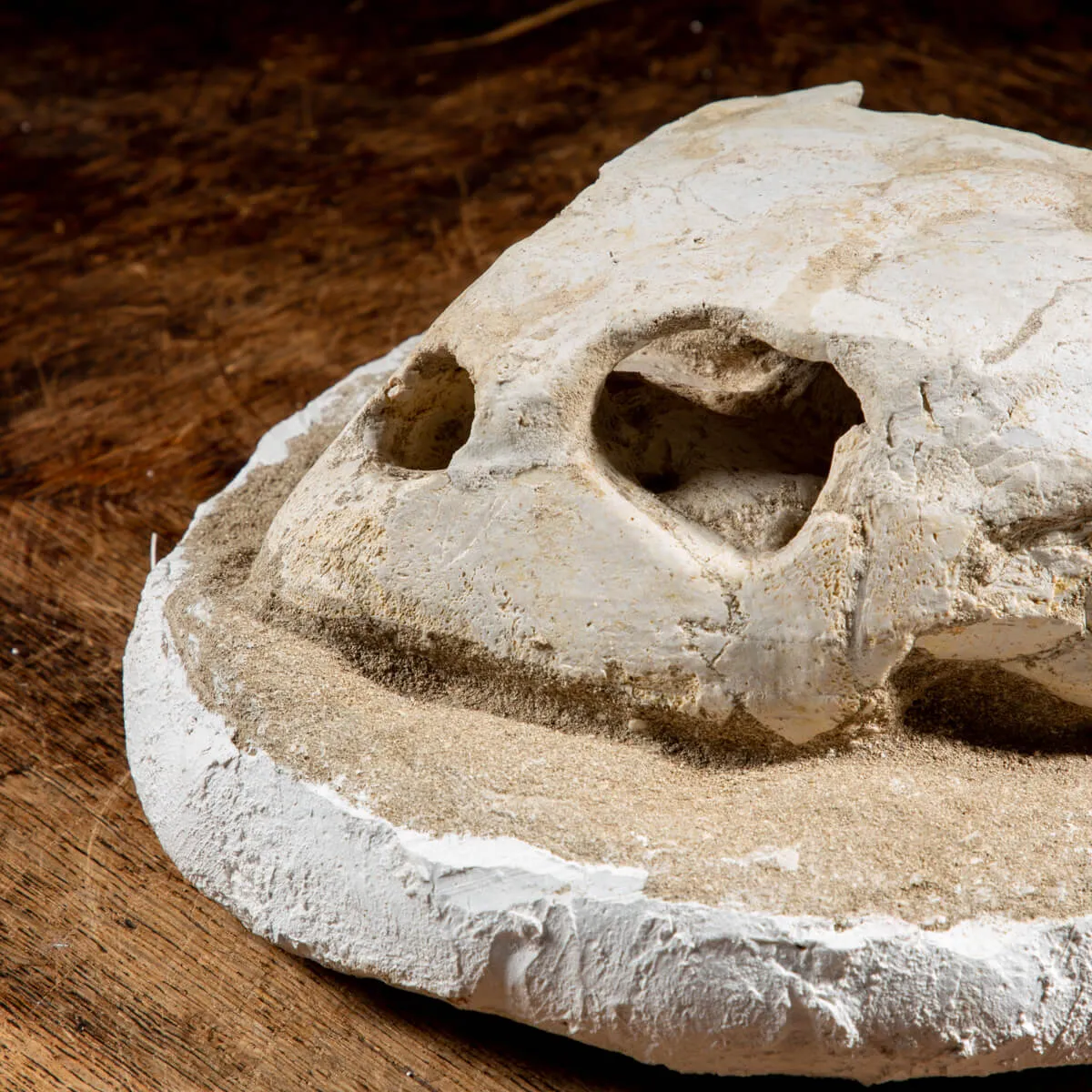 Fossile di Lytoloma