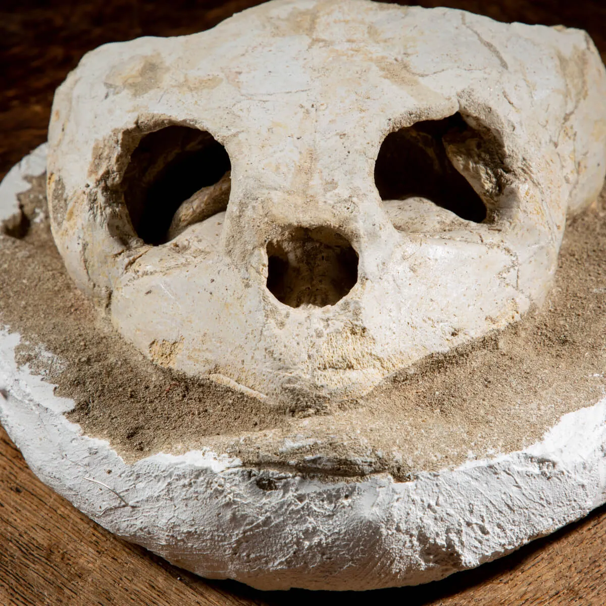 Fossile di Lytoloma