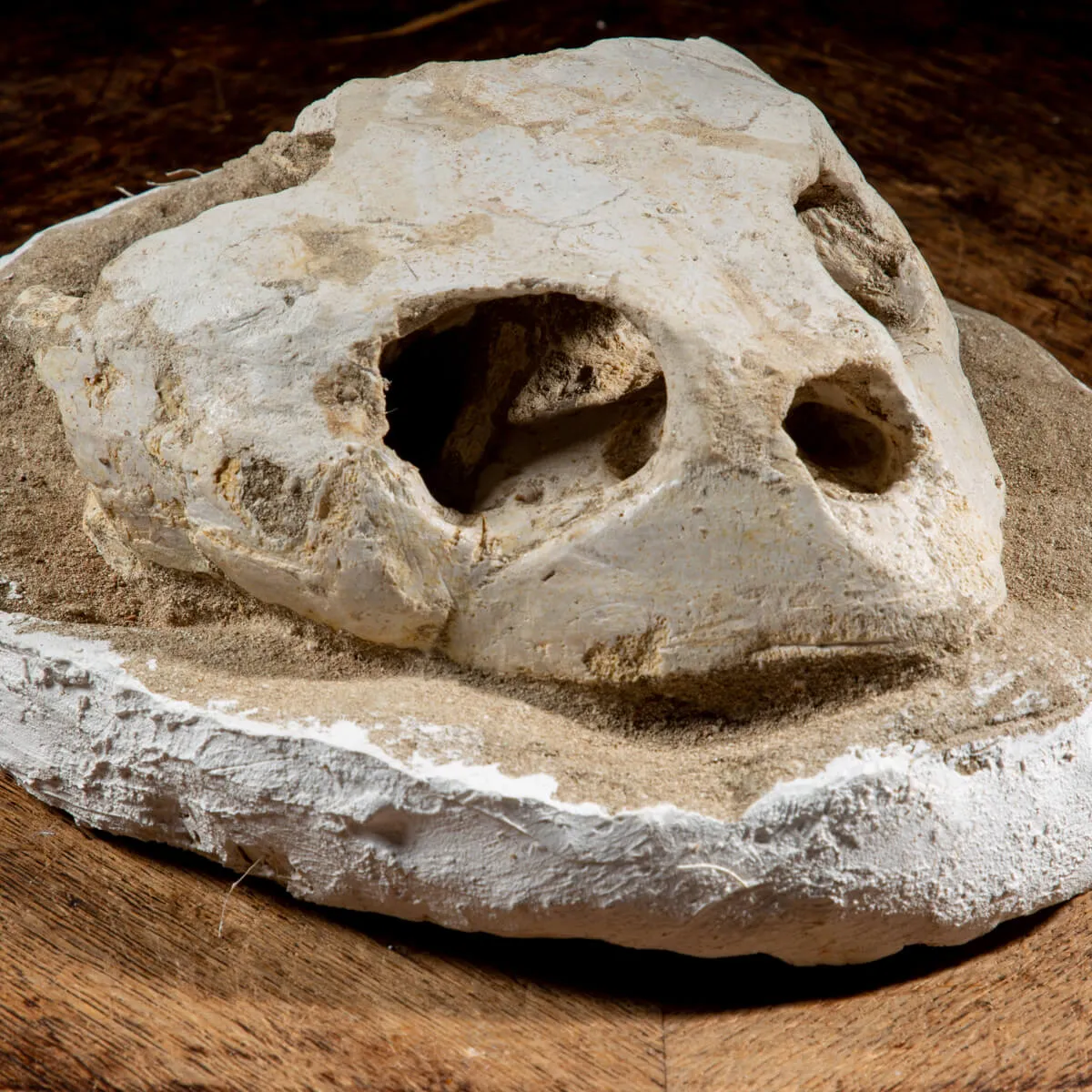Fossile di Lytoloma