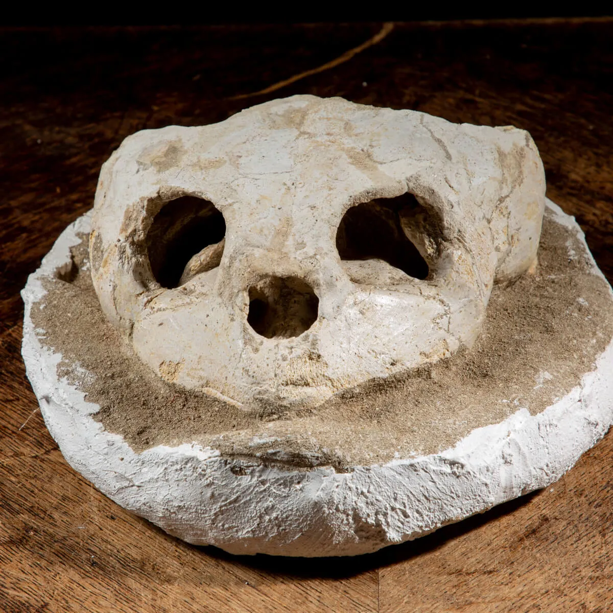 Fossile di Lytoloma