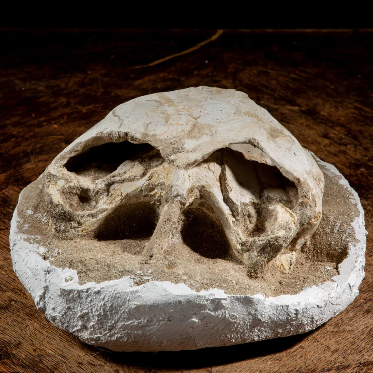 Fossile di Lytoloma