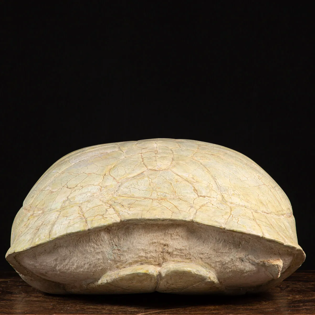 Fossile di Stylemis Nebrascensis