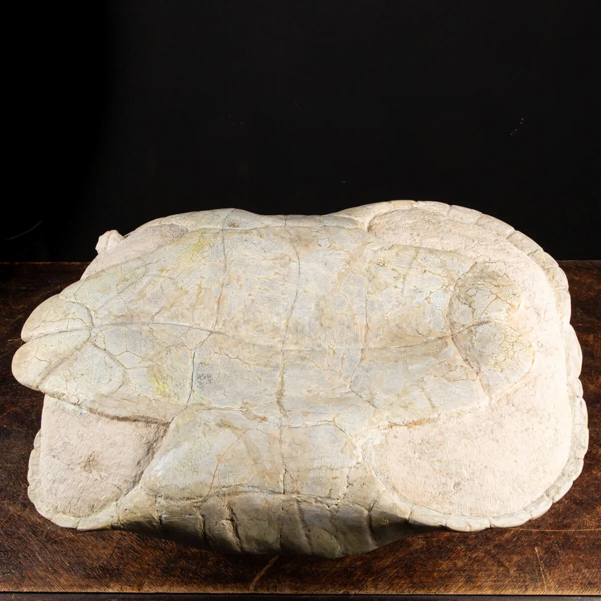 Fossile di Stylemis Nebrascensis
