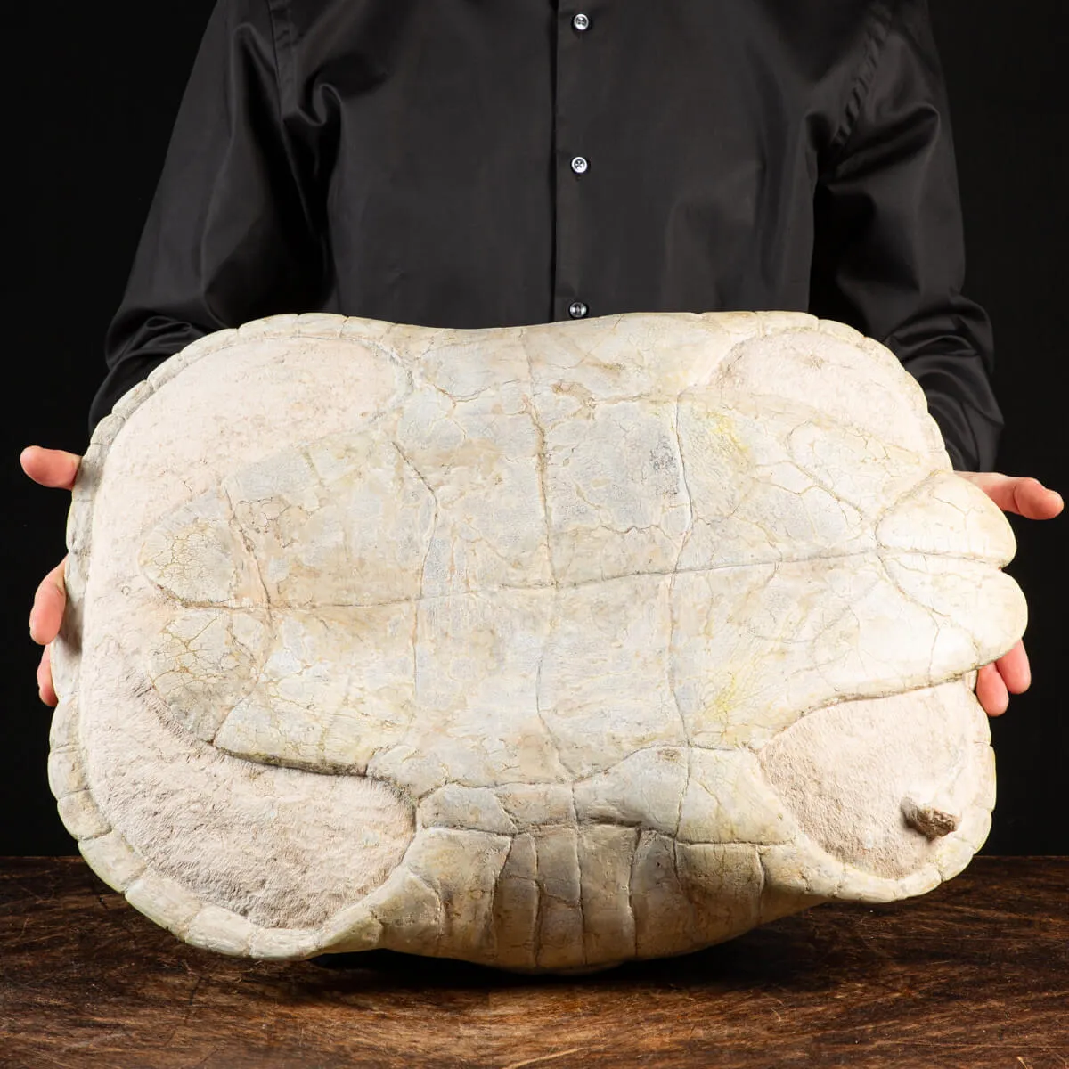 Fossile di Stylemis Nebrascensis