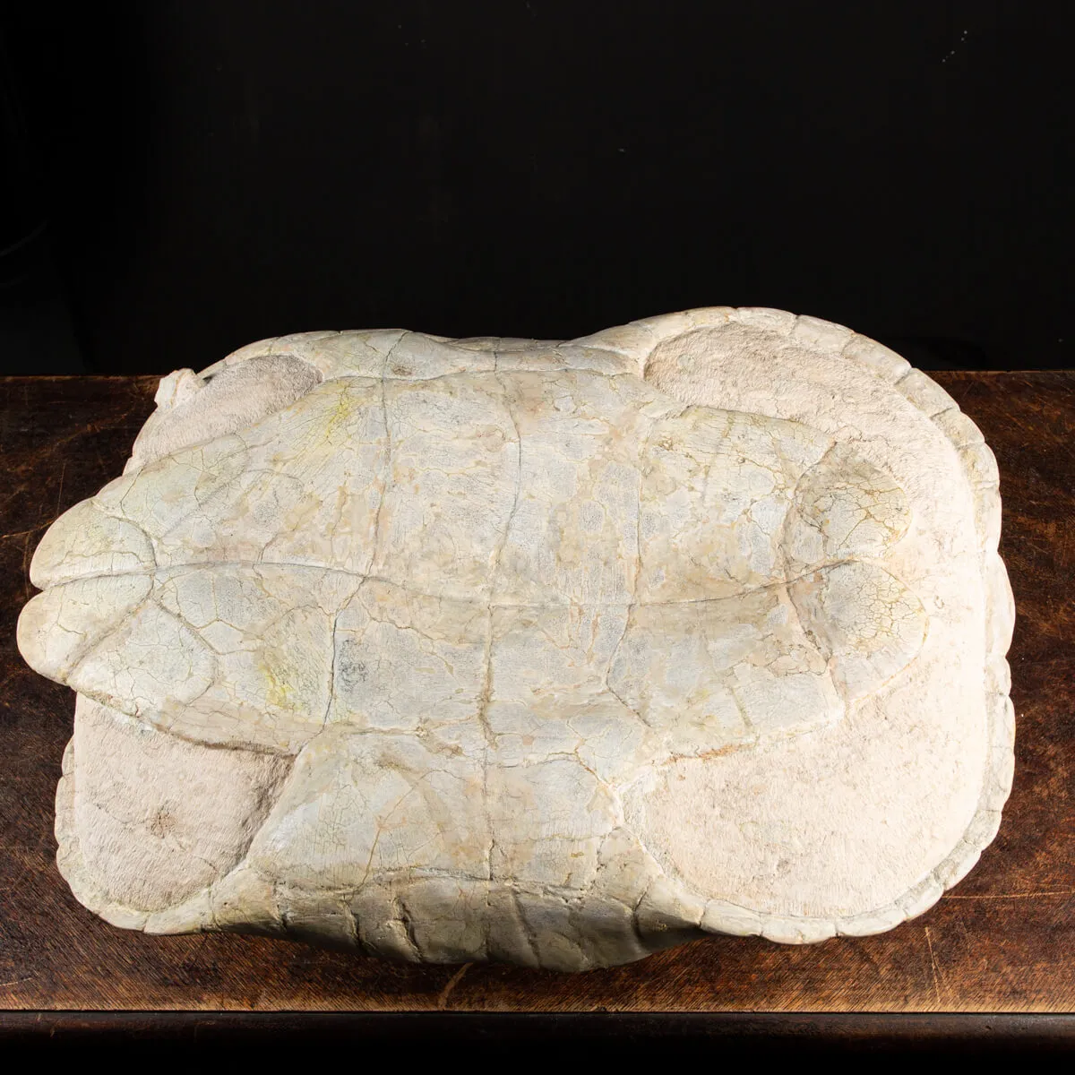 Fossile di Stylemis Nebrascensis