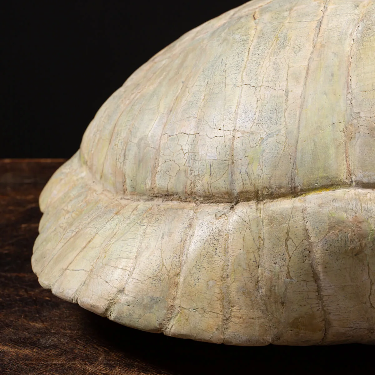 Fossile di Stylemis Nebrascensis