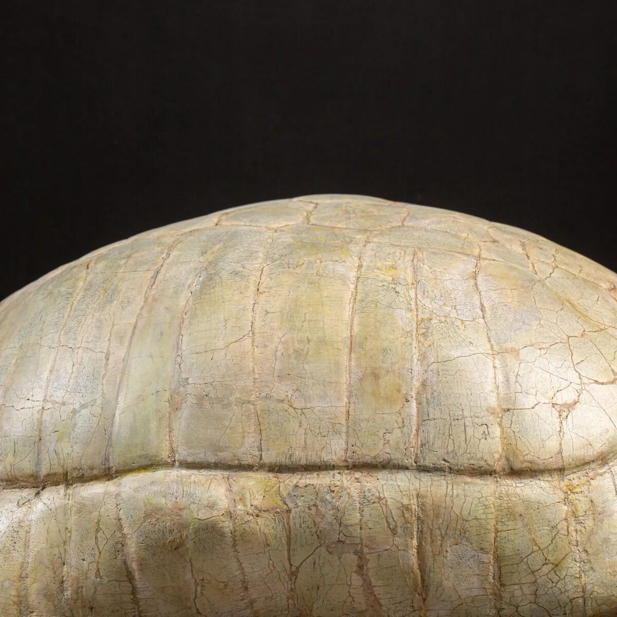 Fossile di Stylemis Nebrascensis
