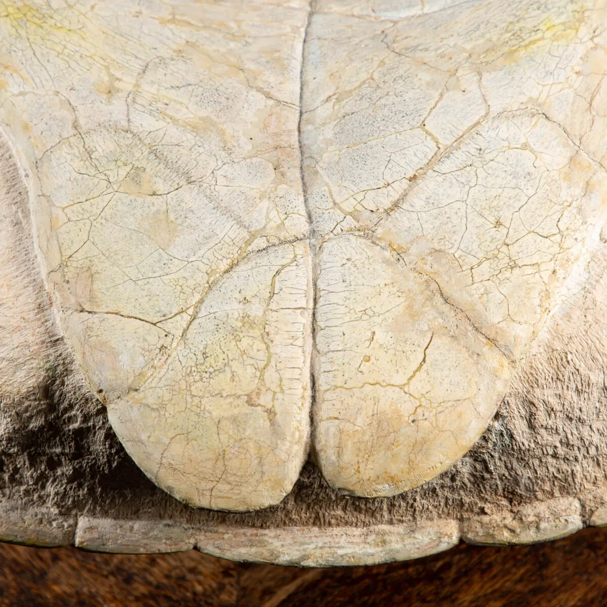 Fossile di Stylemis Nebrascensis