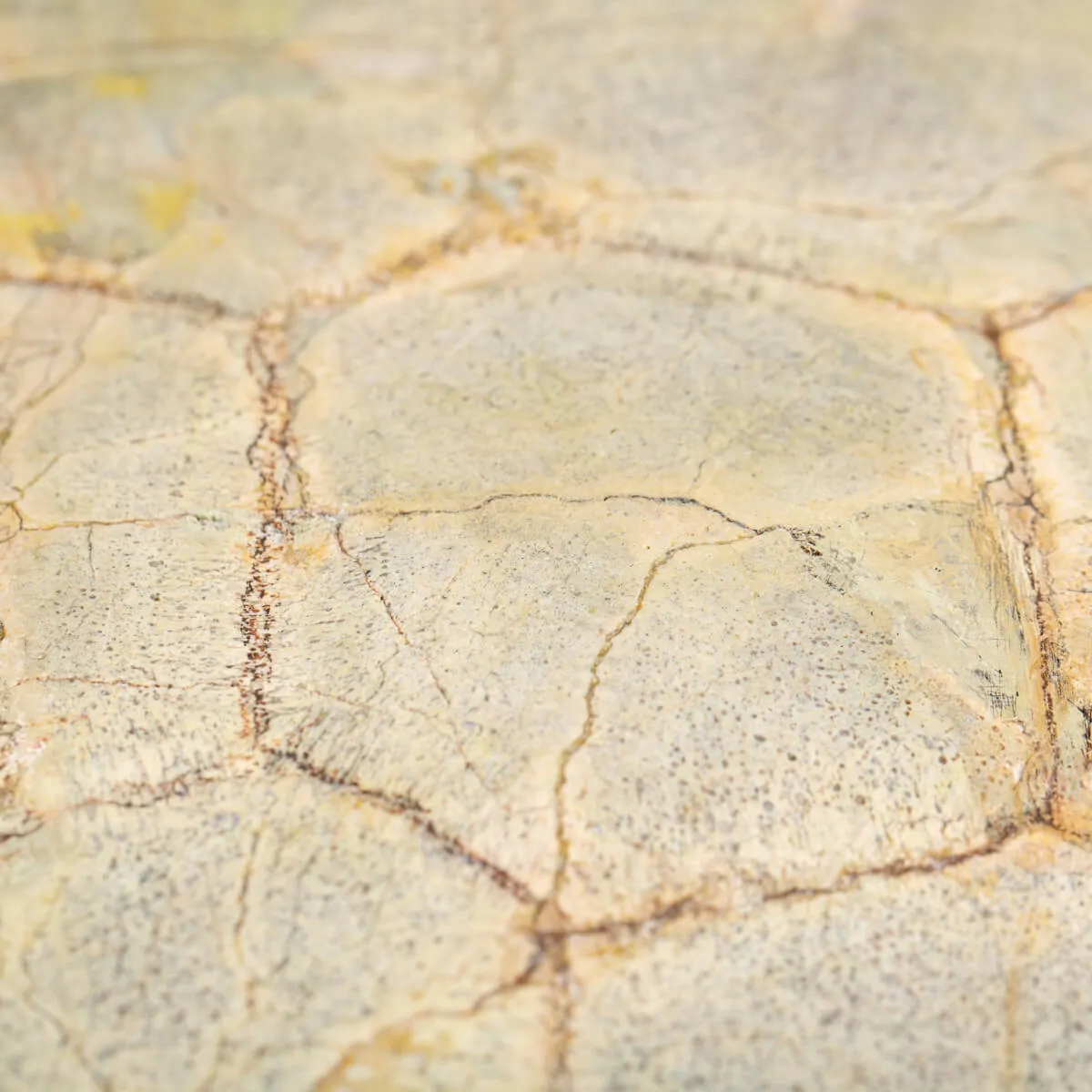 Fossile di Stylemis Nebrascensis