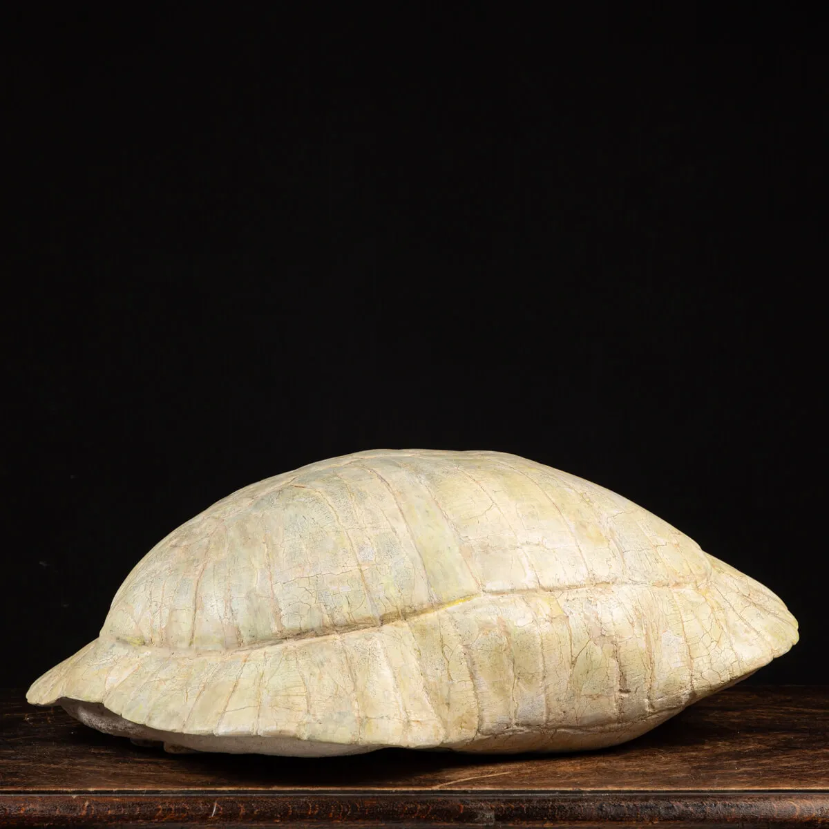 Fossile di Stylemis Nebrascensis
