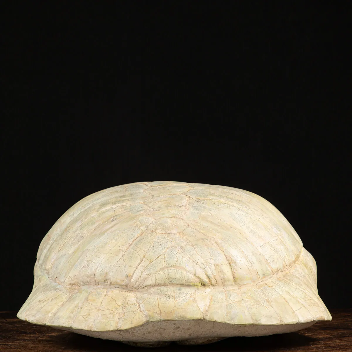 Fossile di Stylemis Nebrascensis