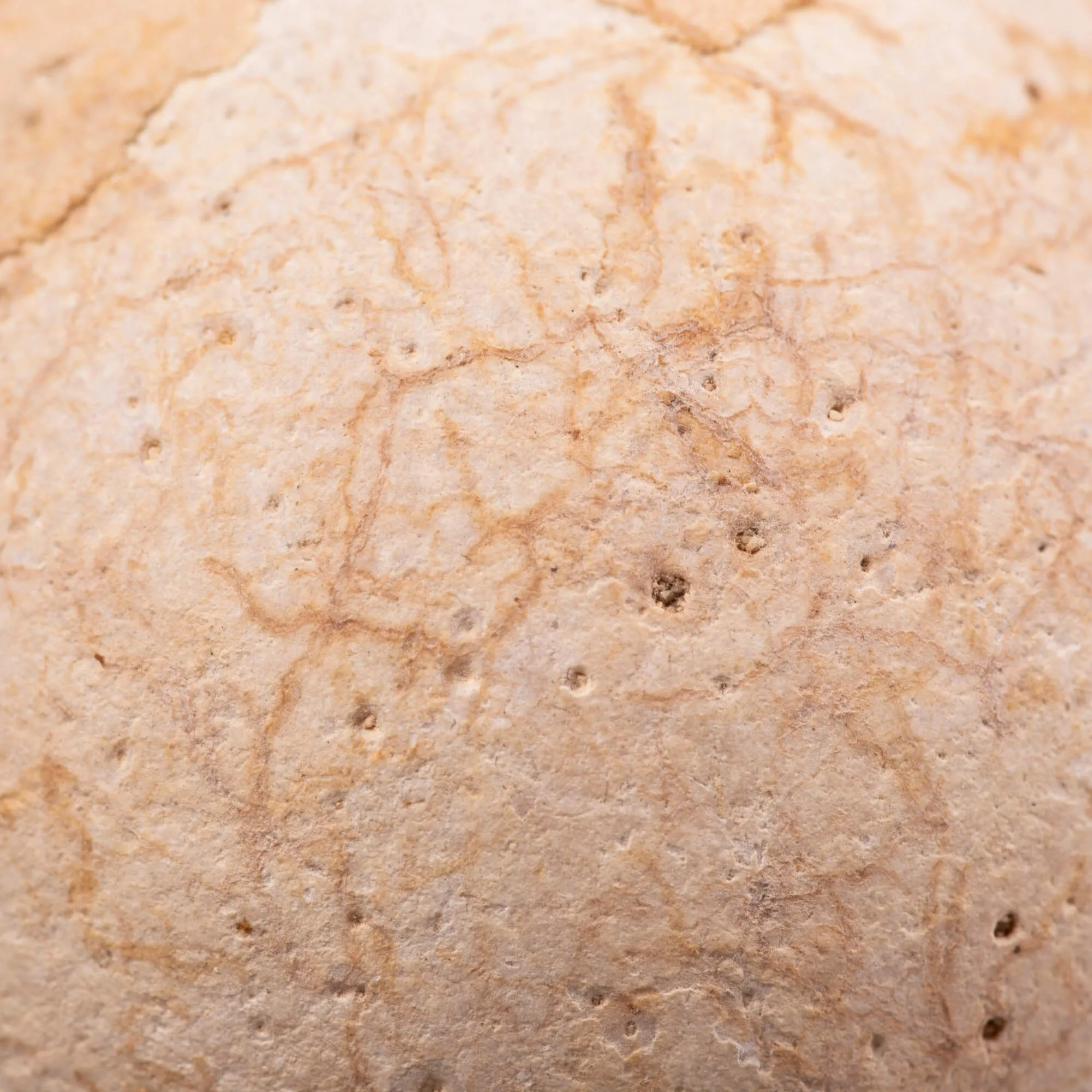 Uovo fossile di Aldabrachelys Abrupta: Relitto del Passato.