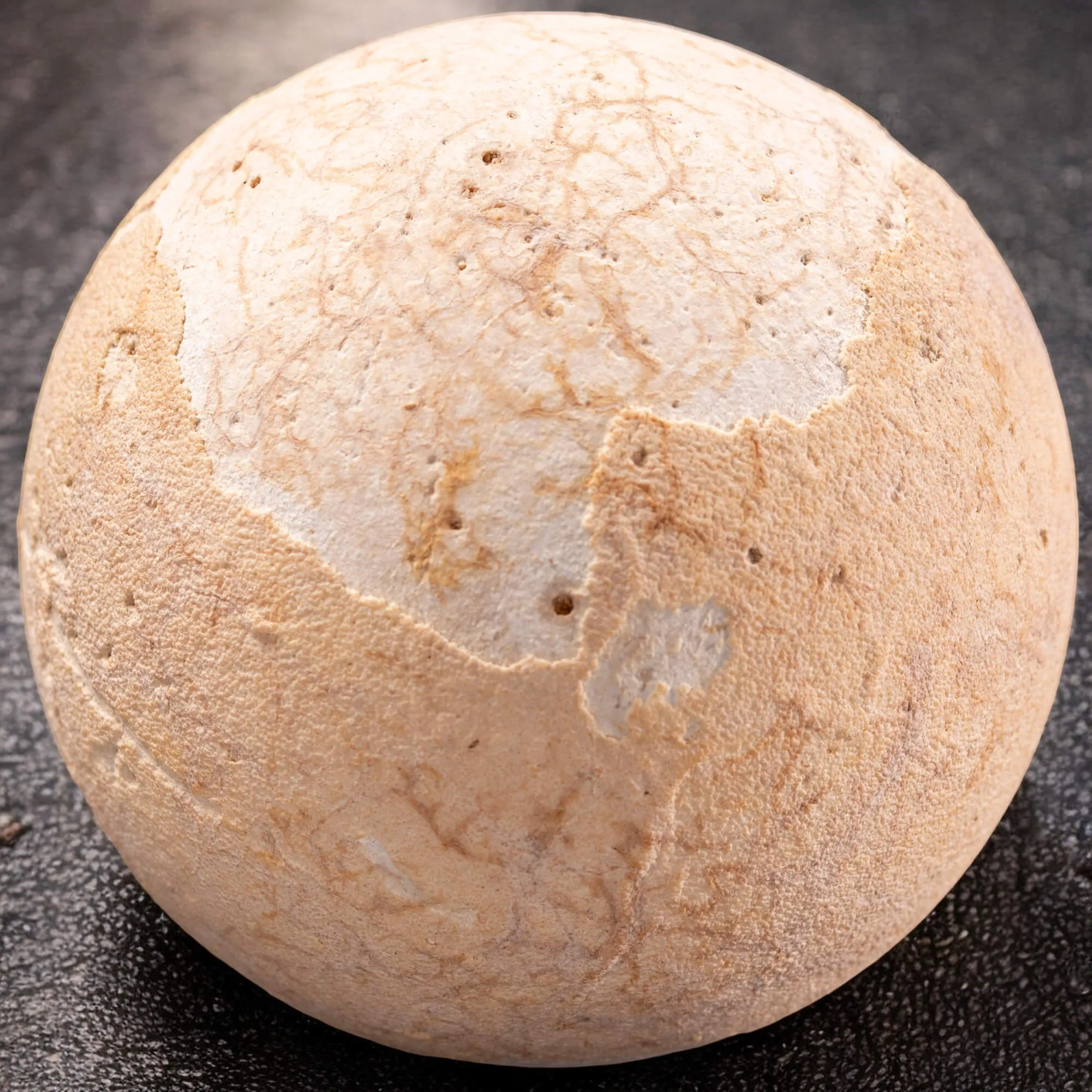 Uovo fossile di Aldabrachelys Abrupta: Relitto del Passato.