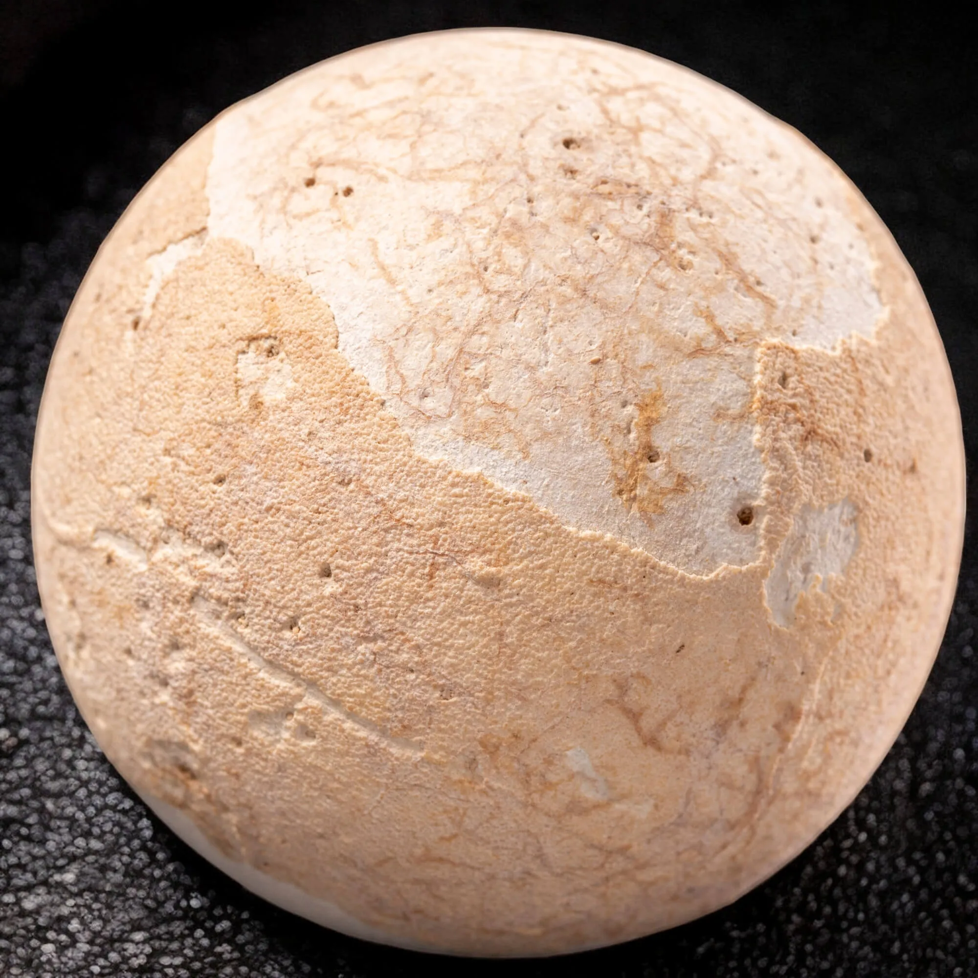 Uovo fossile di Aldabrachelys Abrupta: Relitto del Passato.