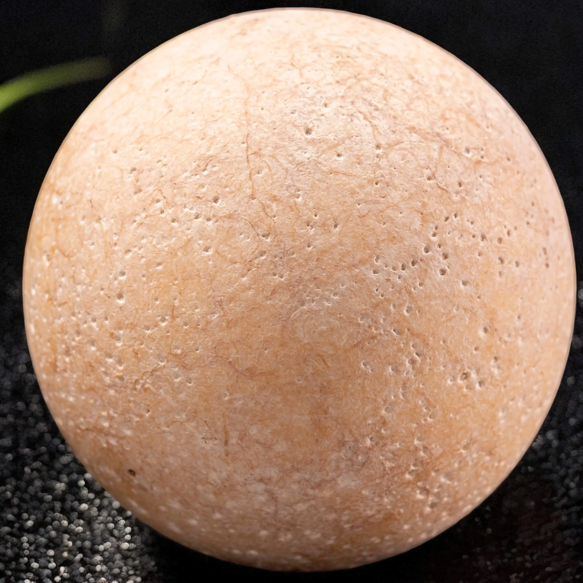 Uovo fossile di Aldabrachelys Abrupta: storia di riproduzione e adattamento.