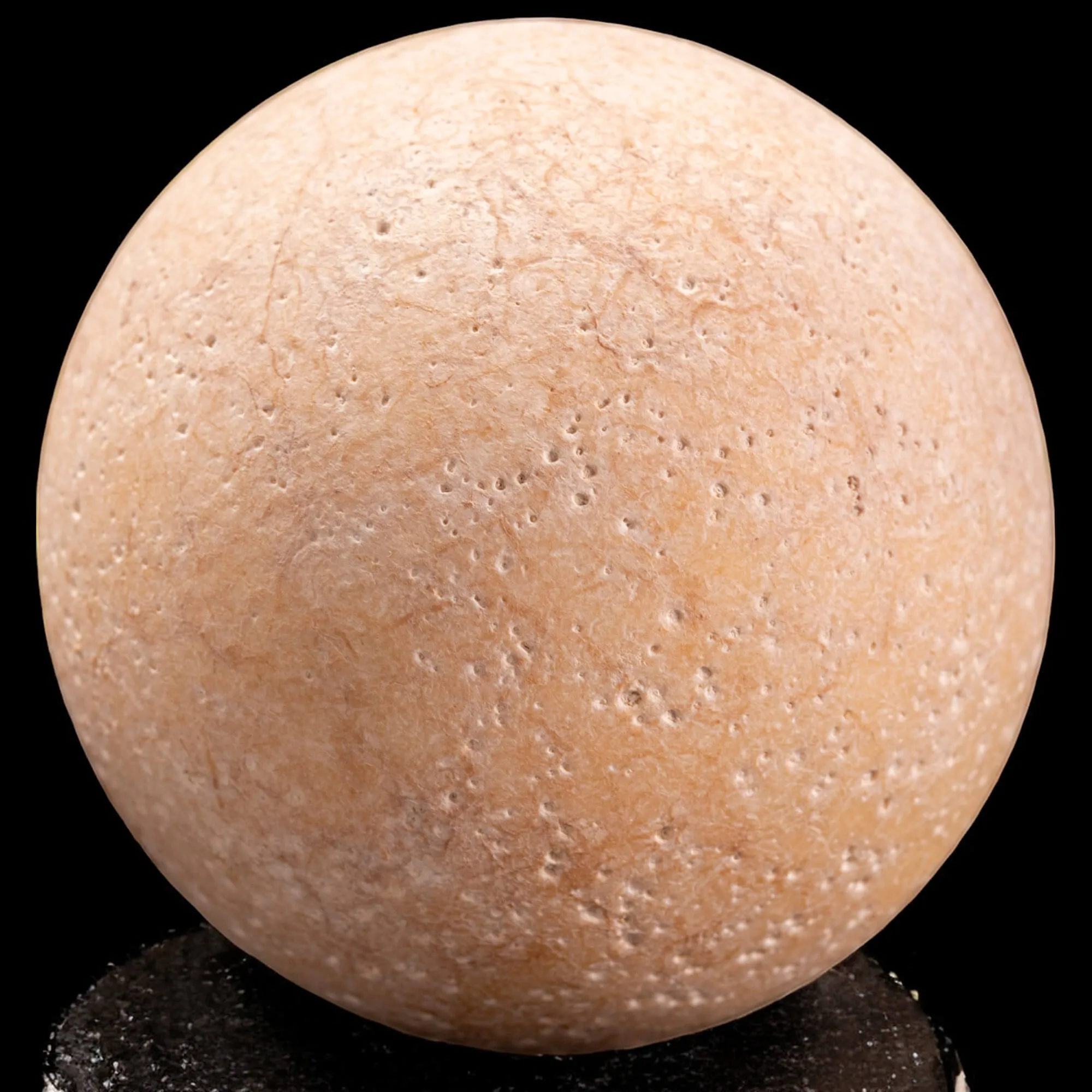 Uovo fossile di Aldabrachelys Abrupta: storia di riproduzione e adattamento.