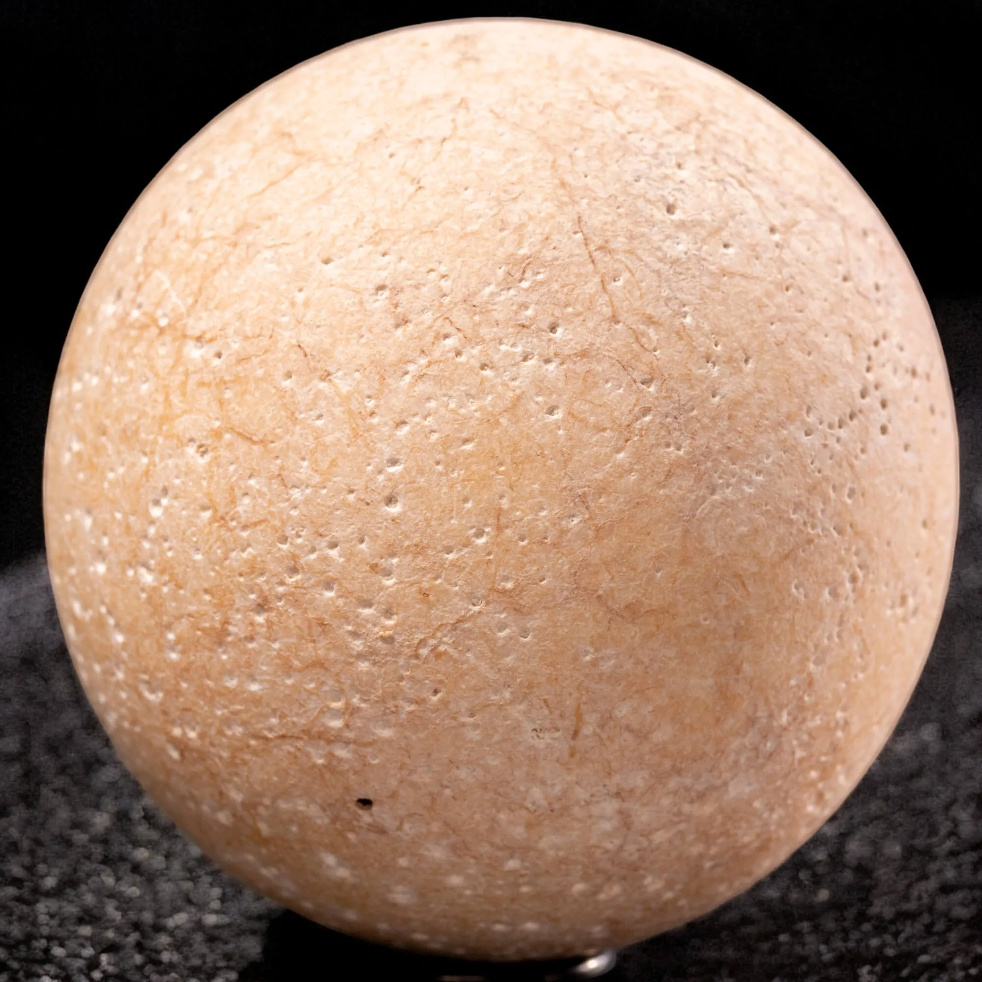 Uovo fossile di Aldabrachelys Abrupta: storia di riproduzione e adattamento.