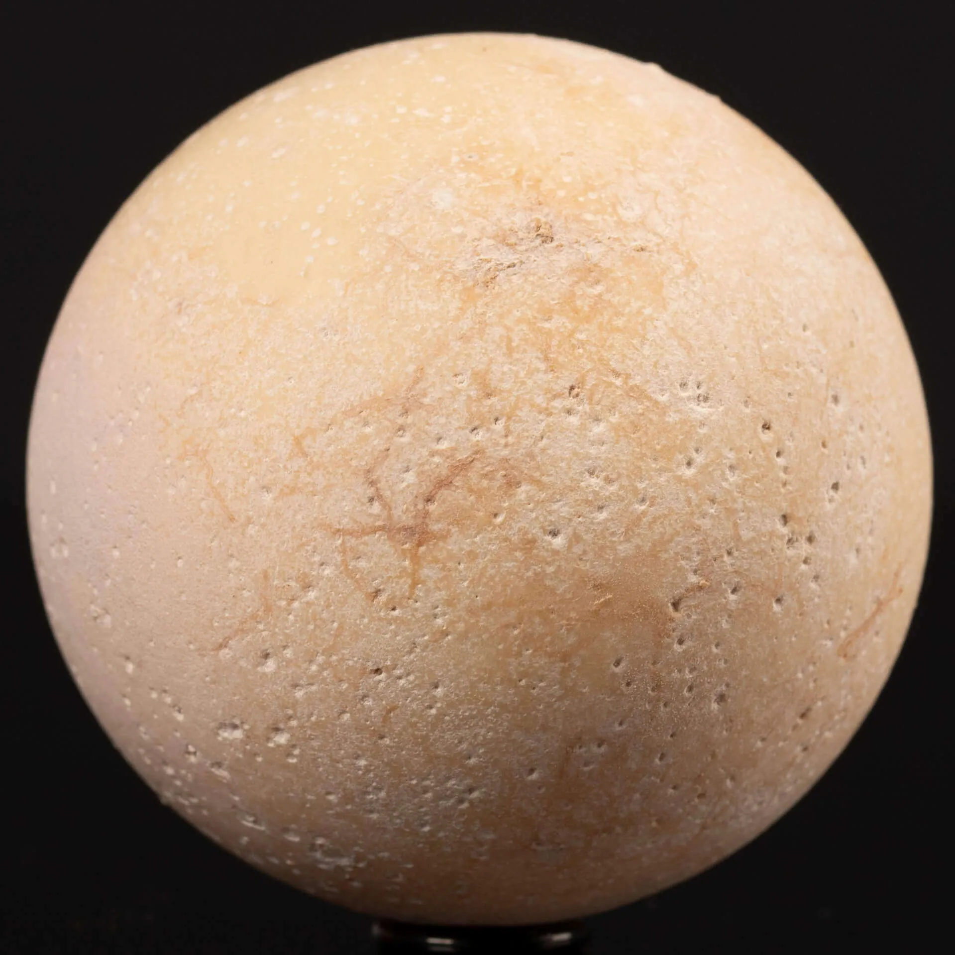 Uovo fossile di Aldabrachelys Abrupta – Madagascar.