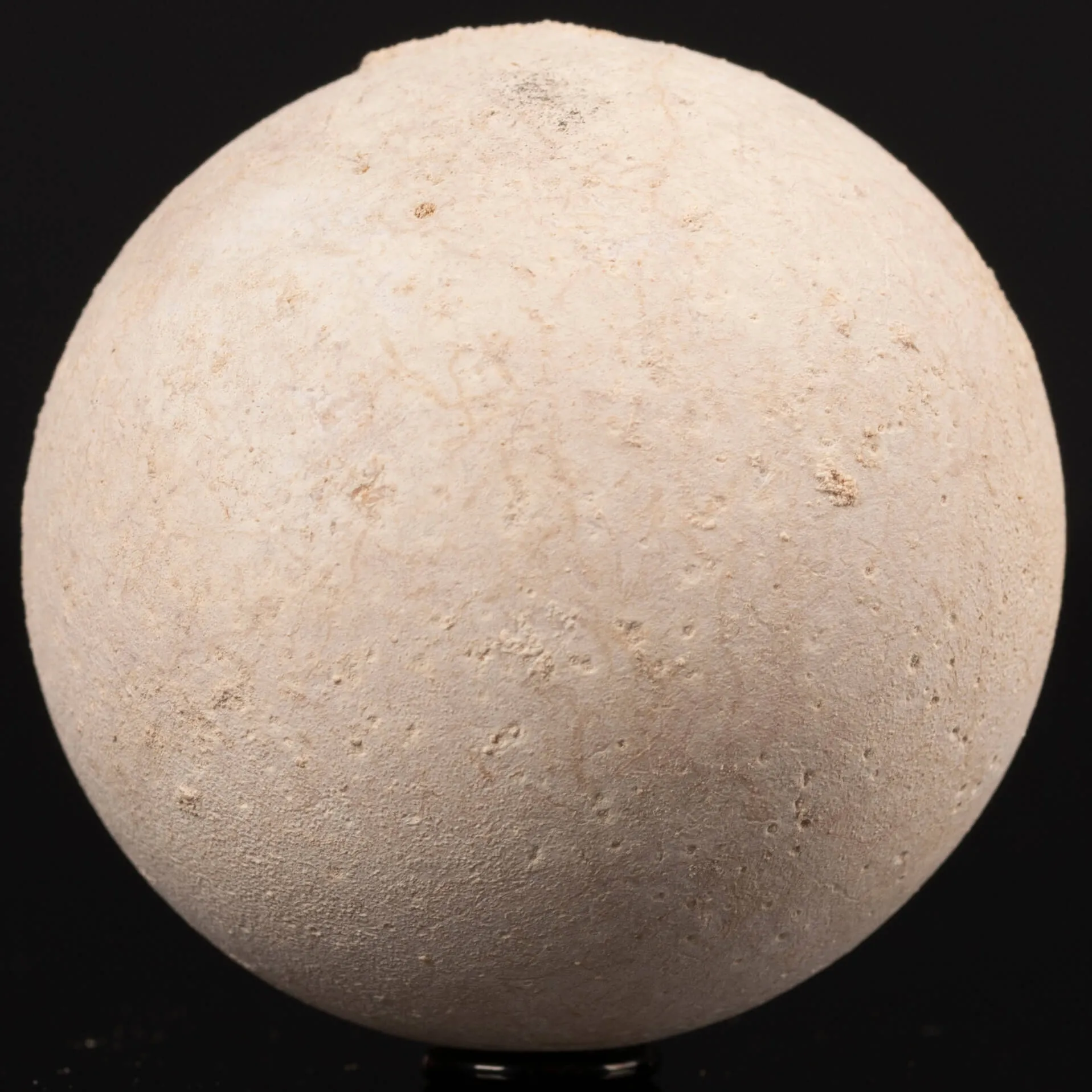 Uovo fossile di Tartaruga Aldabrachelys Abrupta.