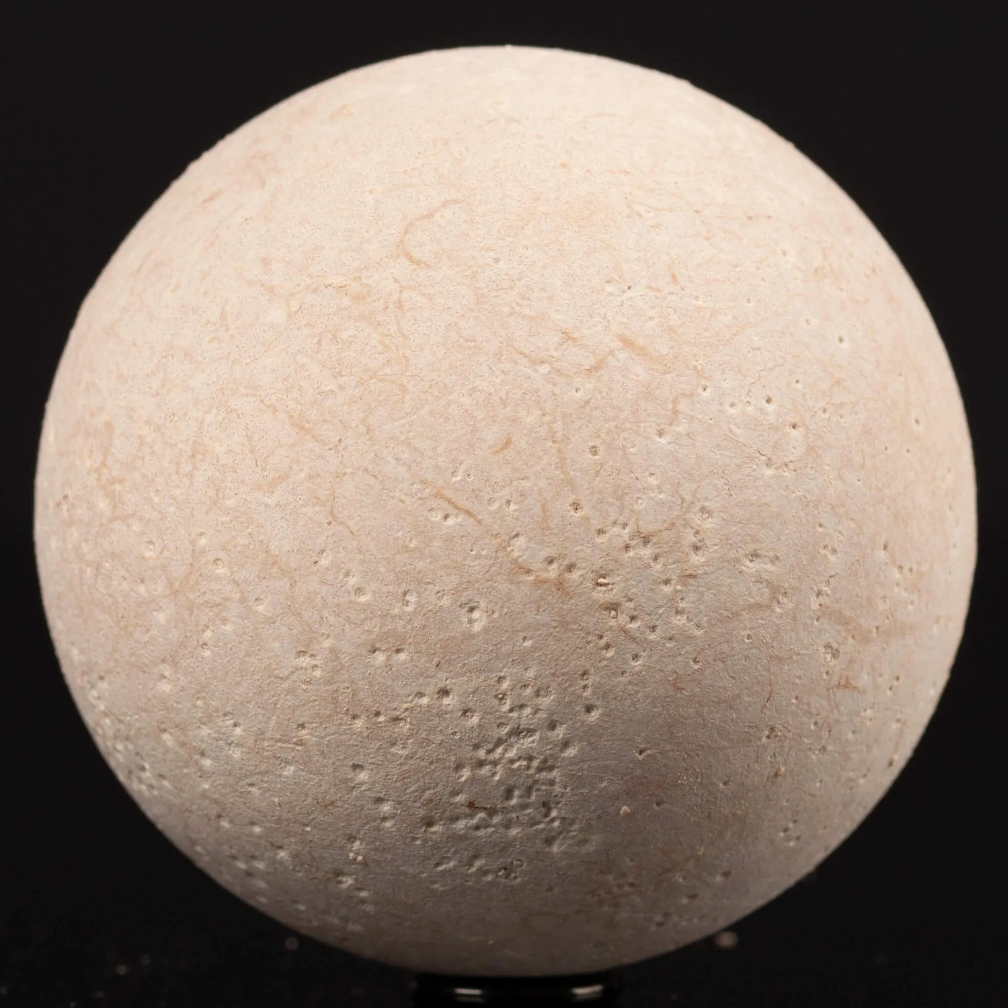 Uovo fossile di Tartaruga Aldabrachelys Abrupta.