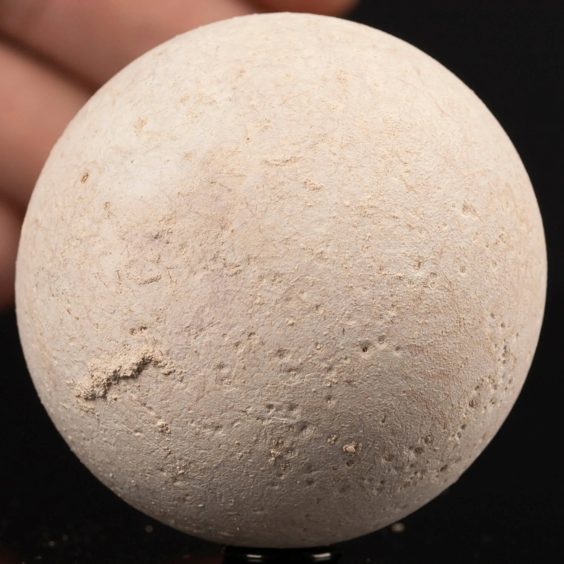 Uovo fossile di Tartaruga Aldabrachelys Abrupta.