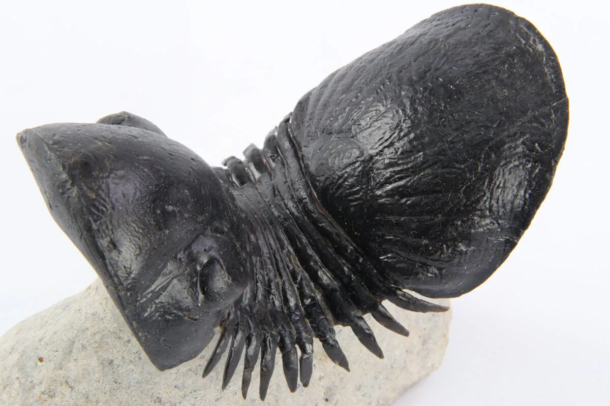 Paralejurus Spatuliformis