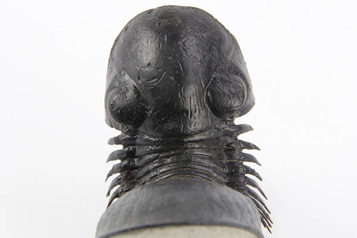 Paralejurus Spatuliformis