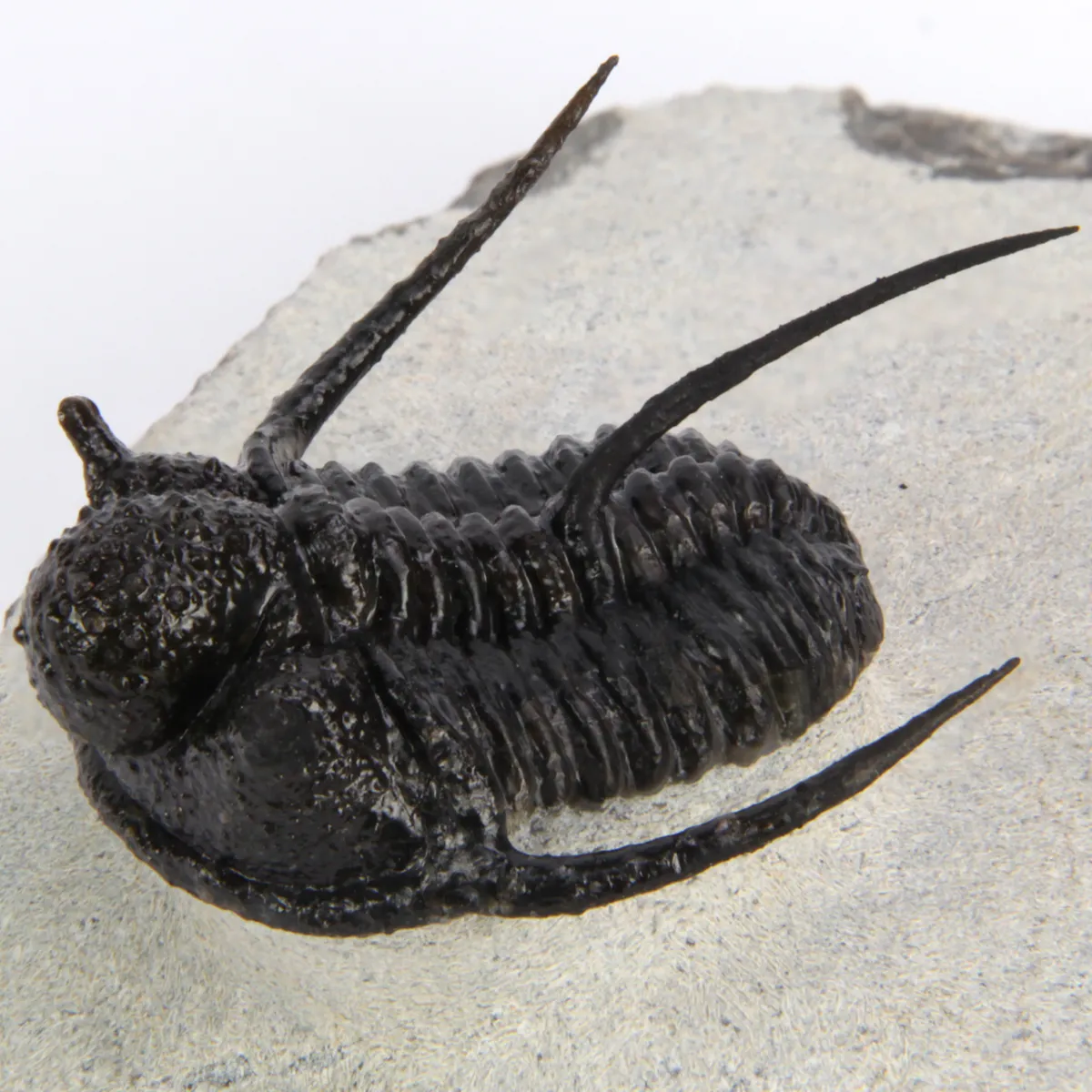 Cyphaspis Walteri