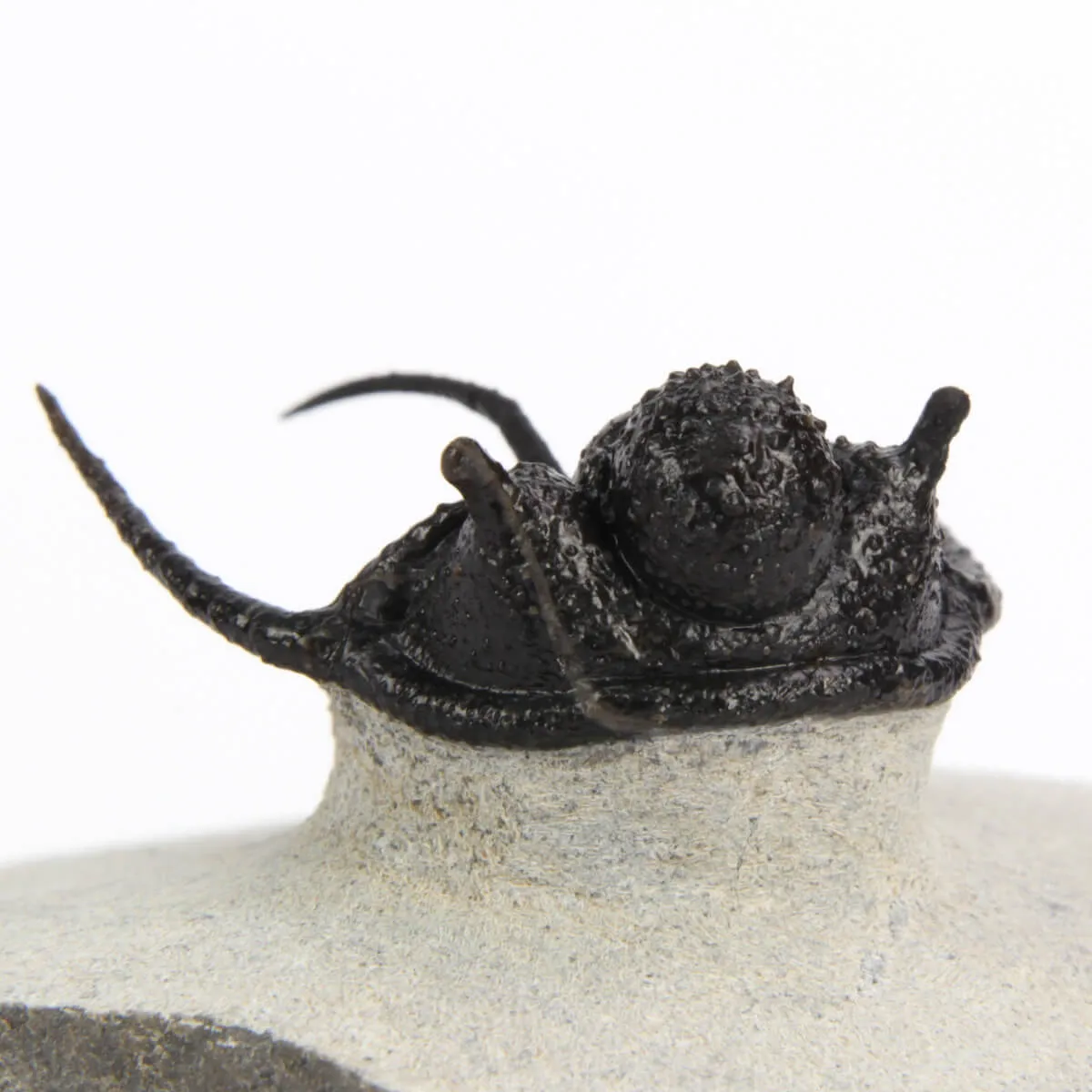 Cyphaspis Walteri