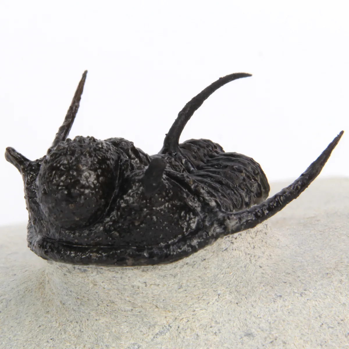 Cyphaspis Walteri