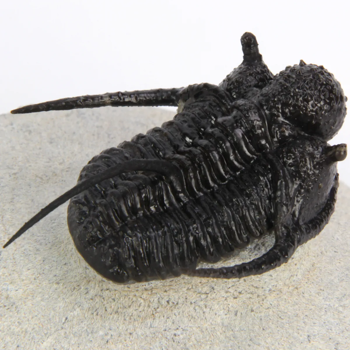 Cyphaspis Walteri