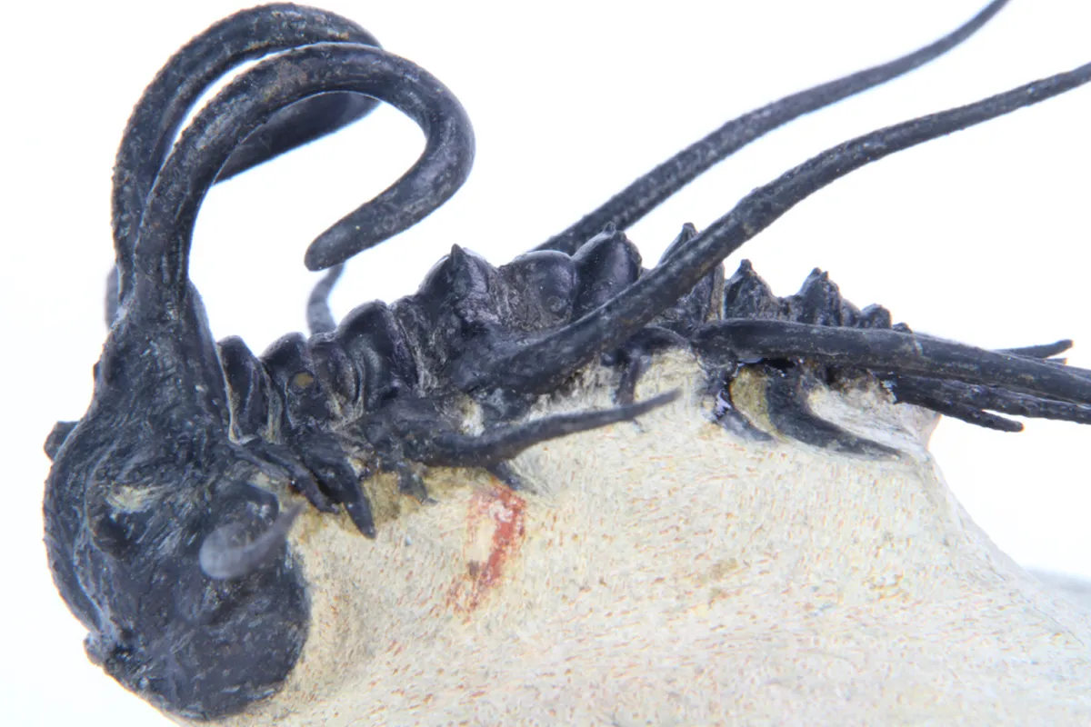 Dicranurus Monstrosus