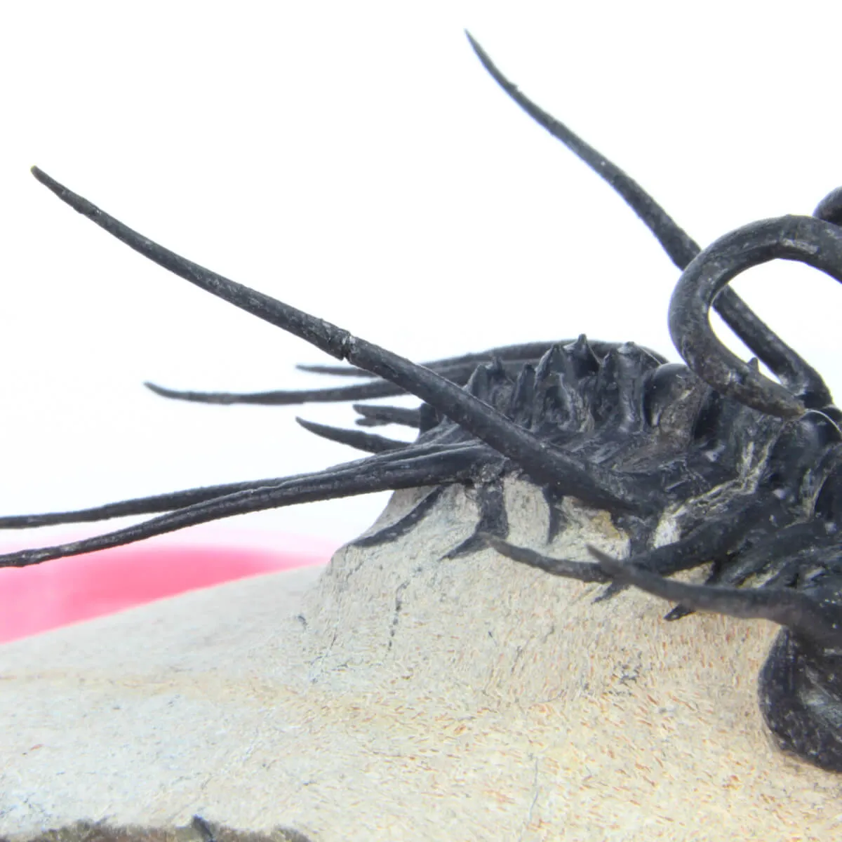 Dicranurus Monstrosus