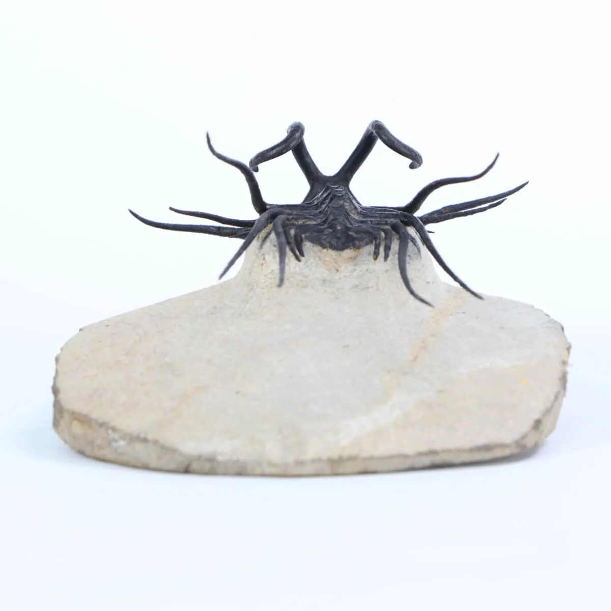 Dicranurus Monstrosus