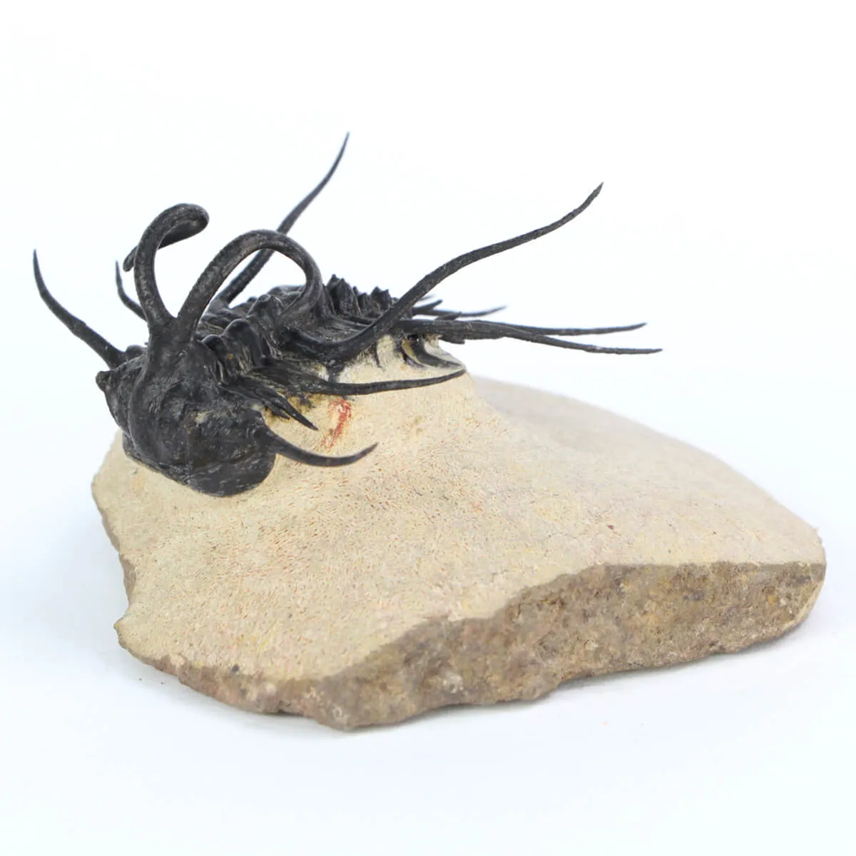 Dicranurus Monstrosus